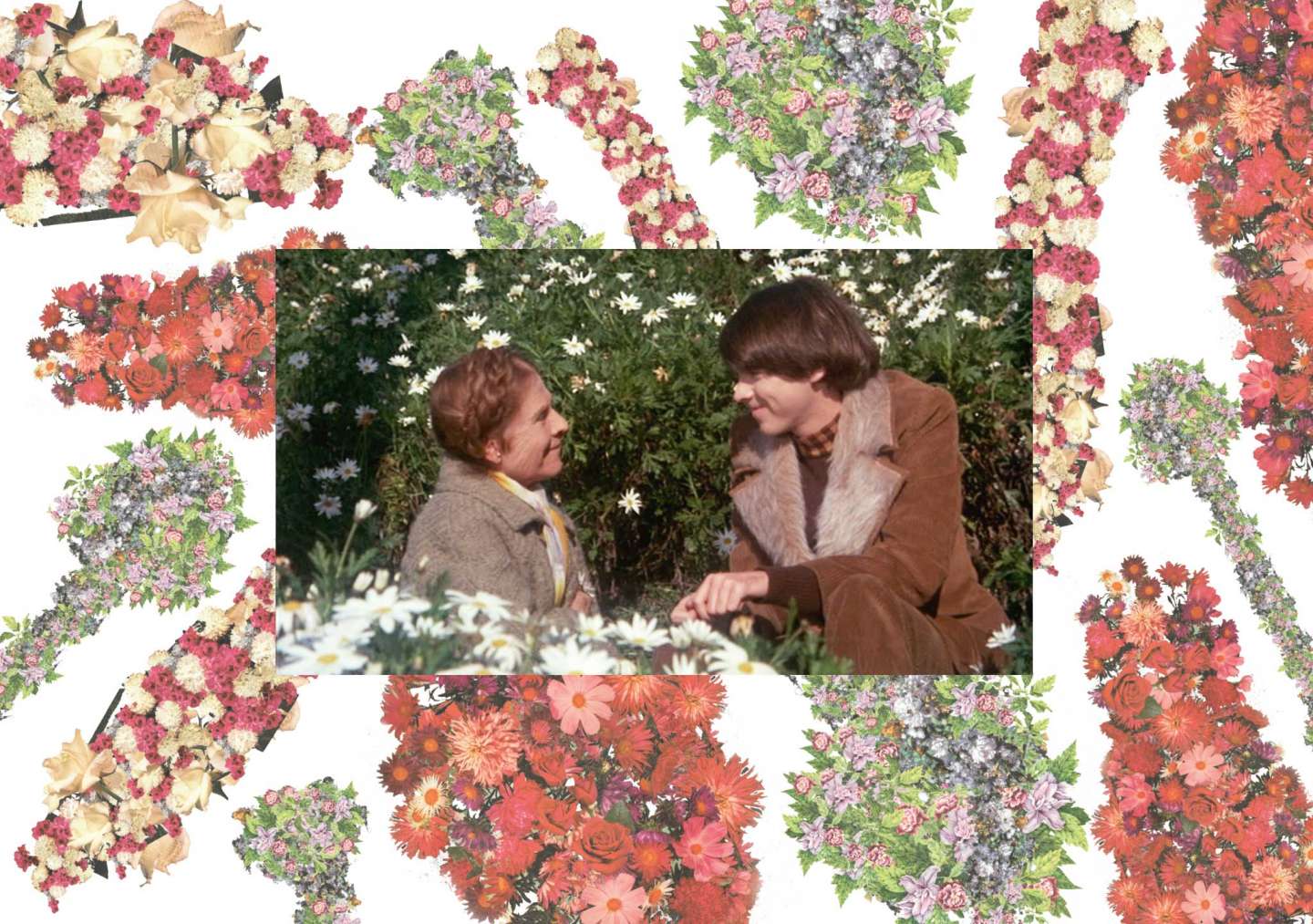 Harold and Maude DVD Film Packaging