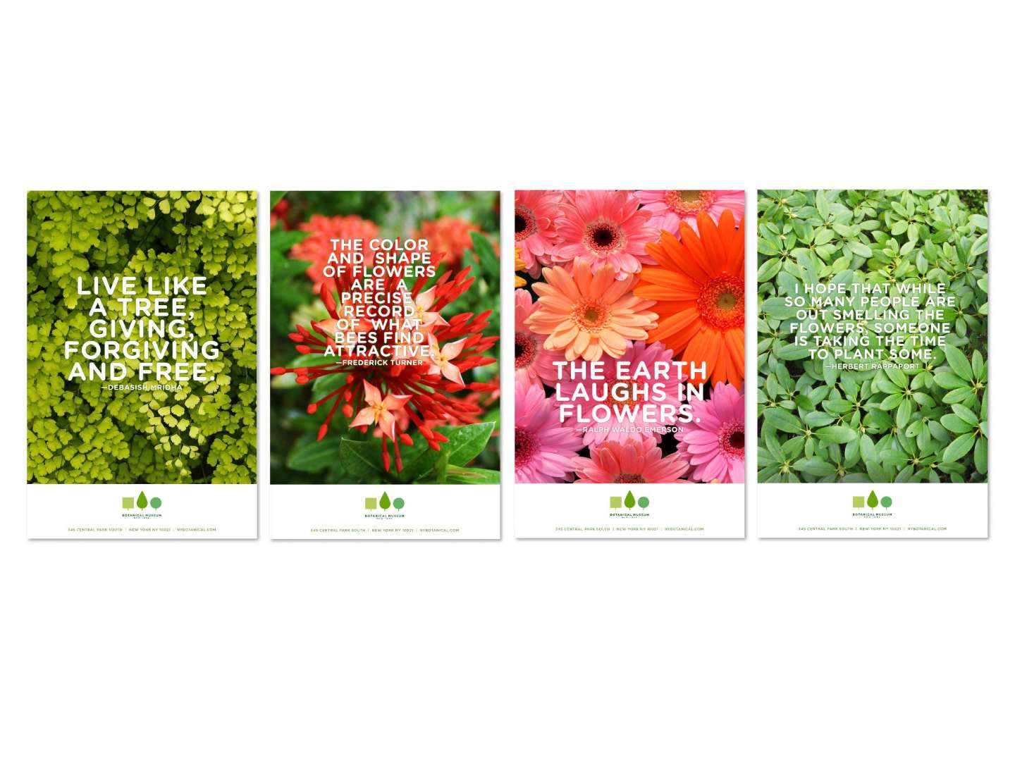 Branding for Botanical Museum of New York