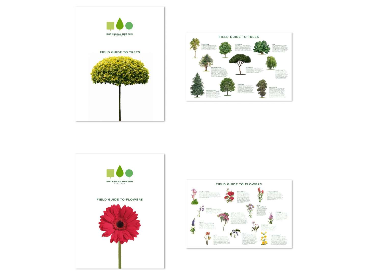 Branding for Botanical Museum of New York