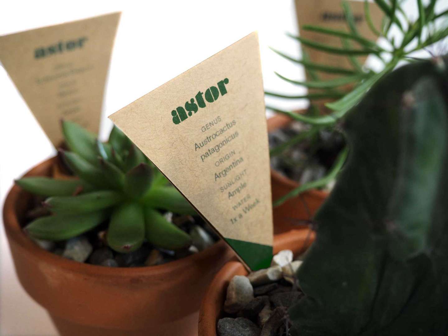 Astor Plants Packaging