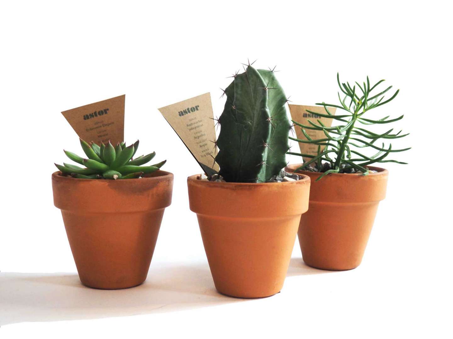 Astor Plants Packaging