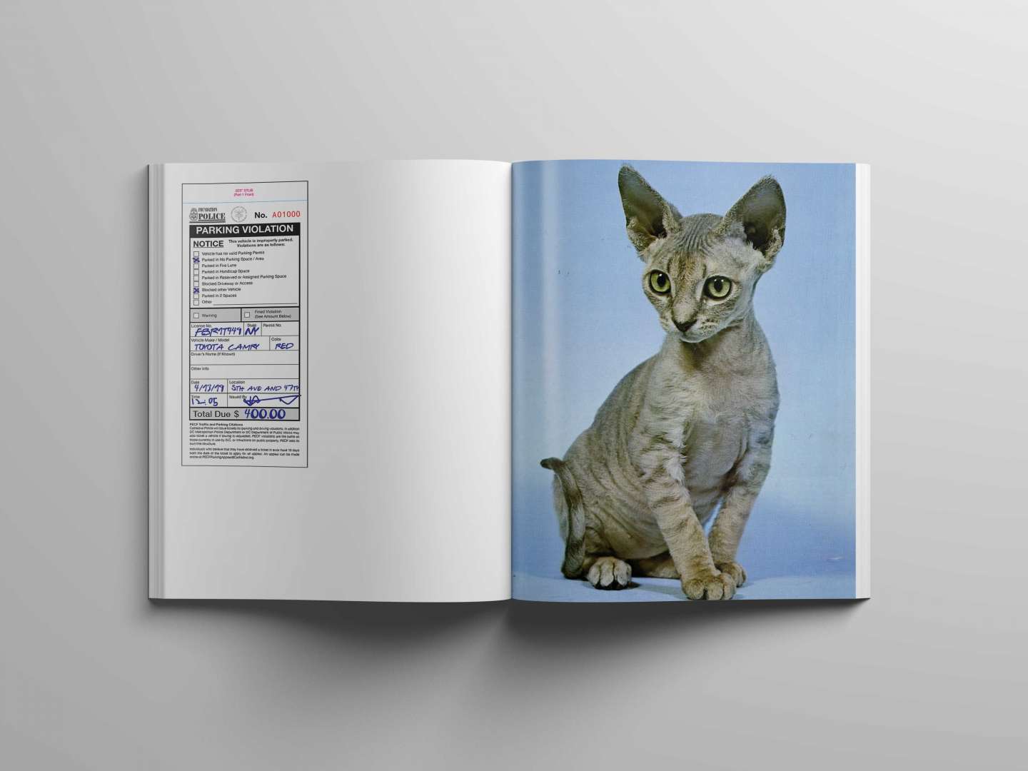 Photo Book: Cats of NYPL