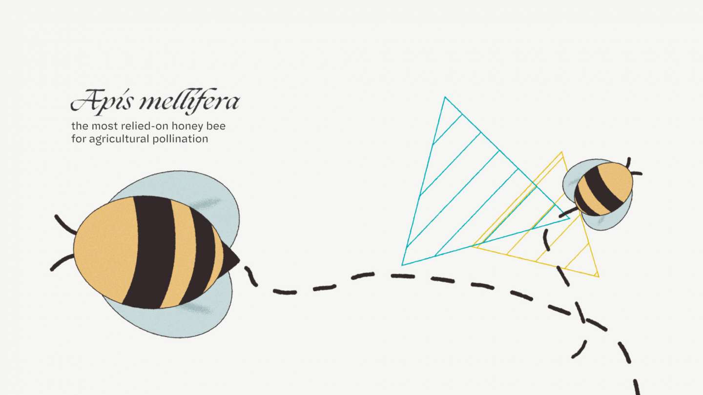 Honey bee facts