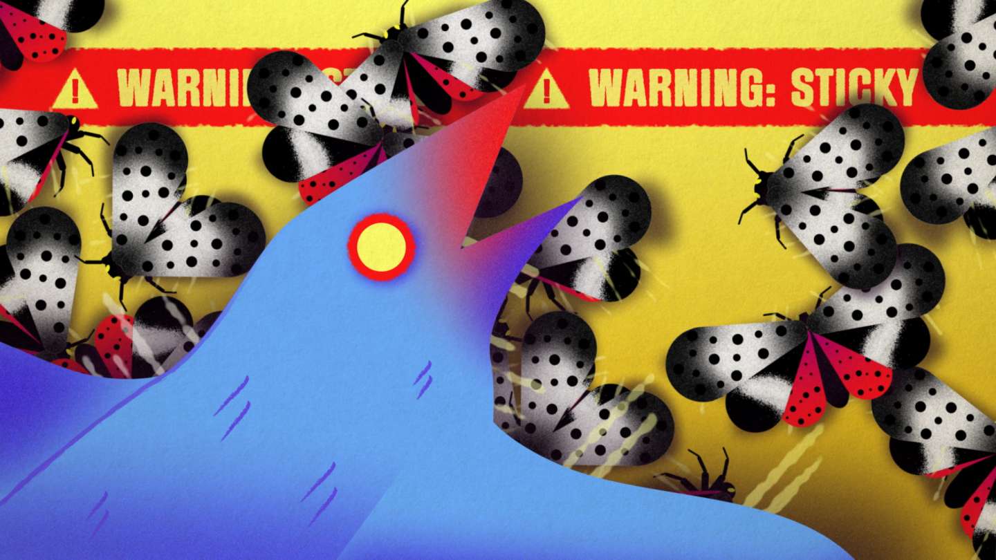 HOW TO KILL A LANTERNFLY