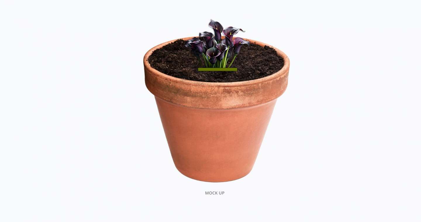 PRADA SEED PACKET