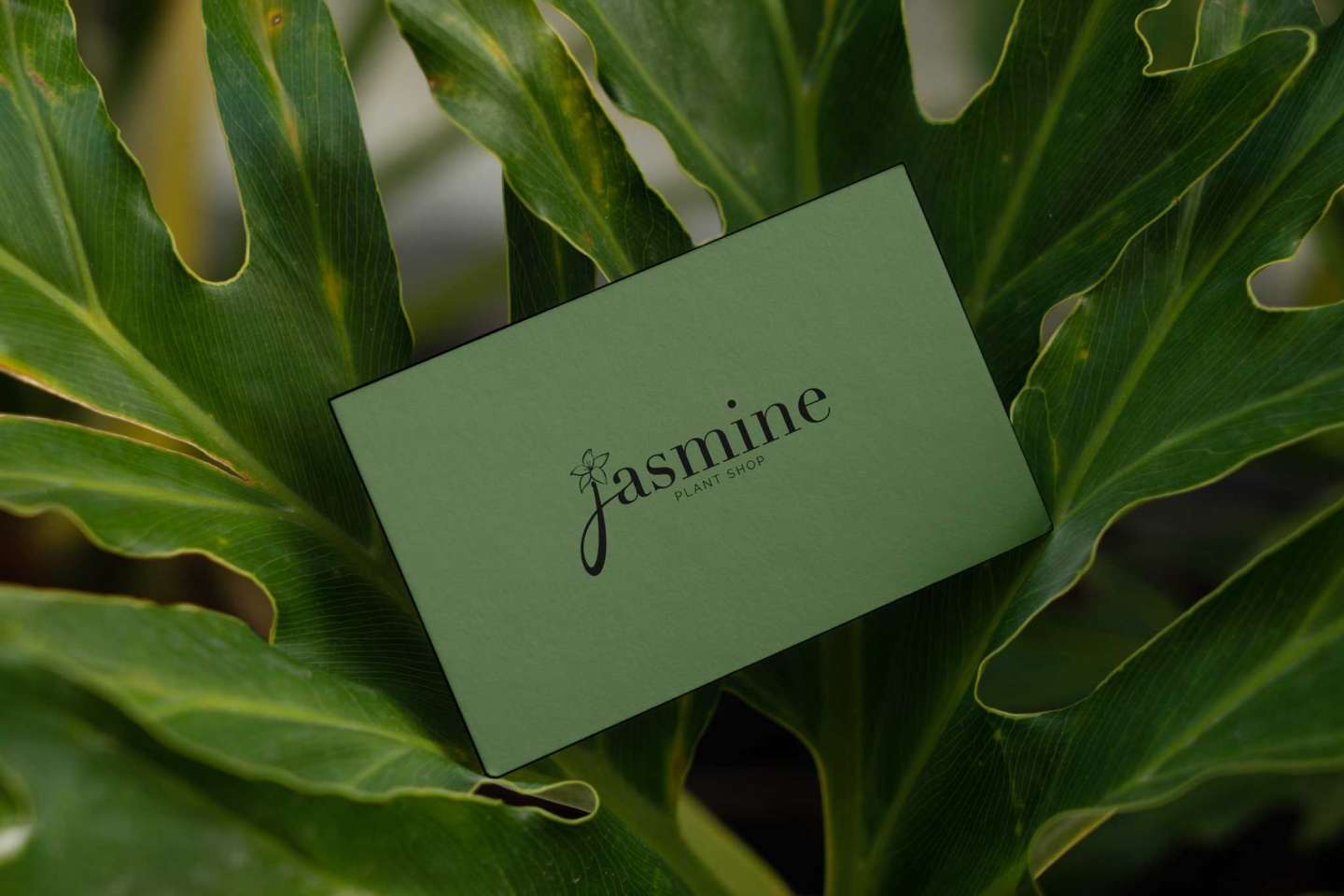 Jasmine Plant Shop