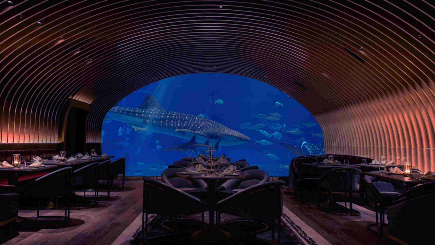 Nautilus