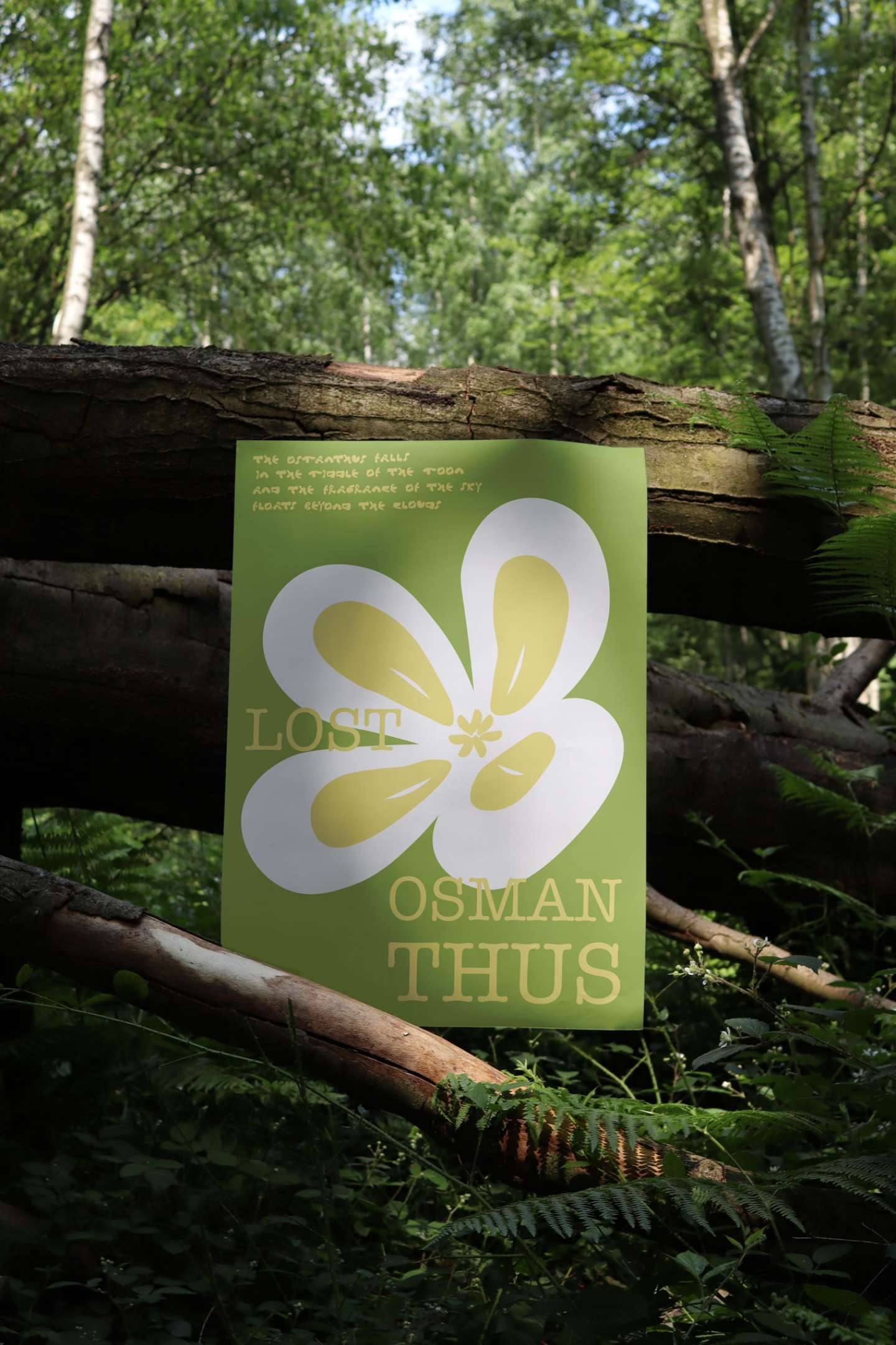 Lost Osmanthus