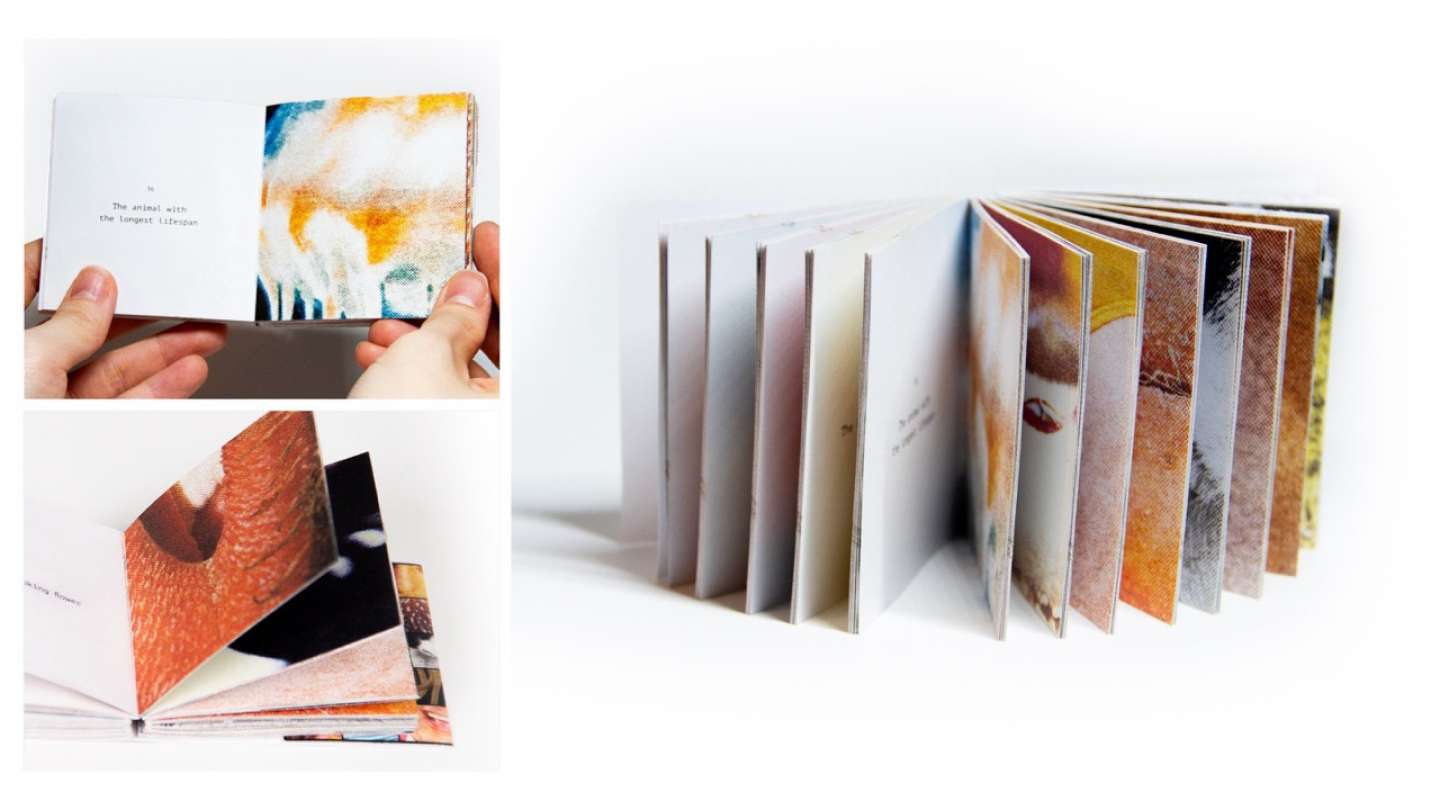 Curiosity Book