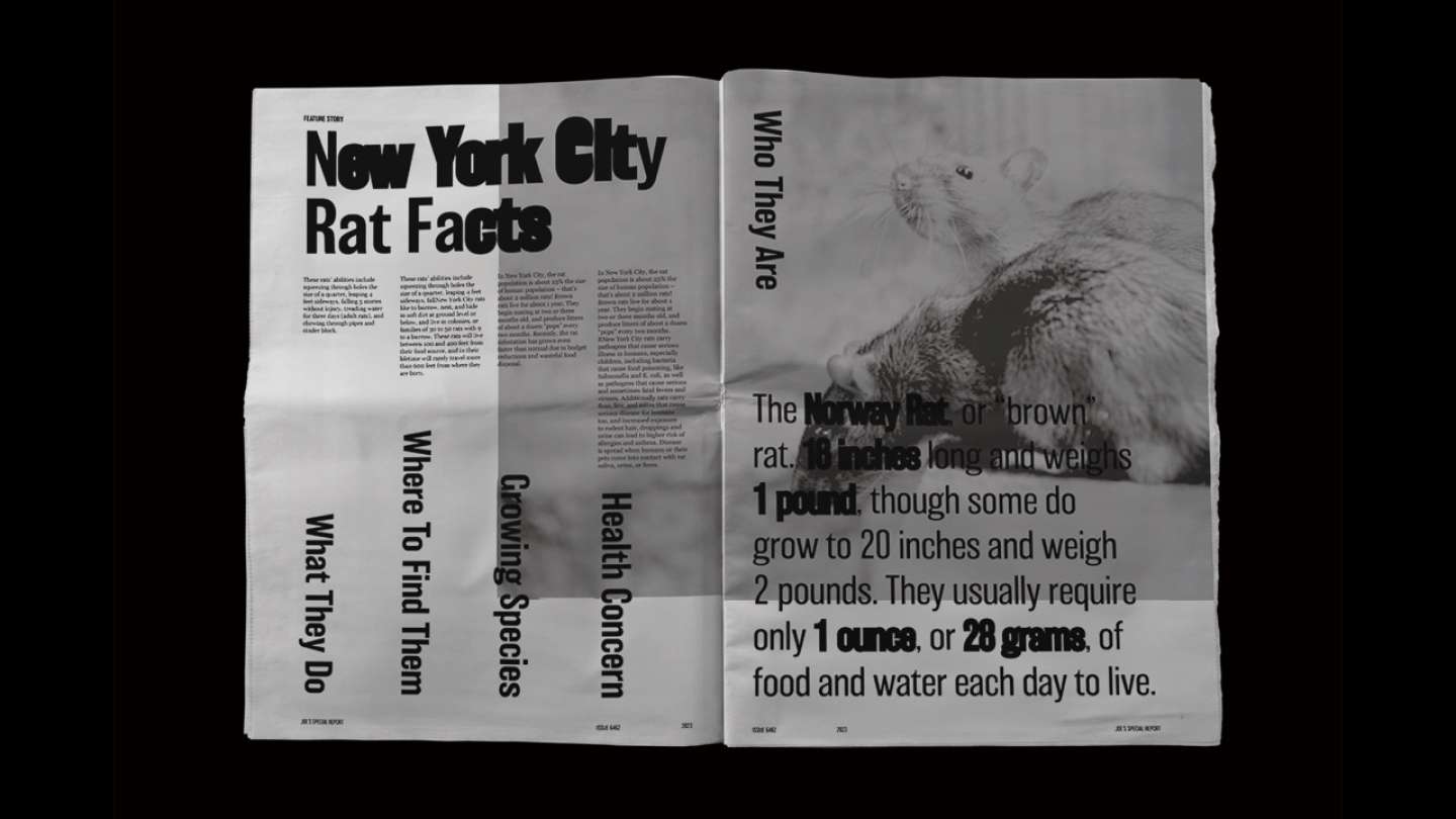 Rats In NYC