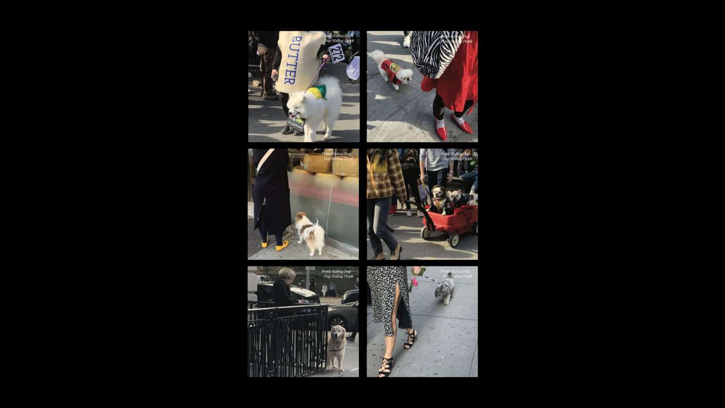 People Walking Dogs Dogs Walking People