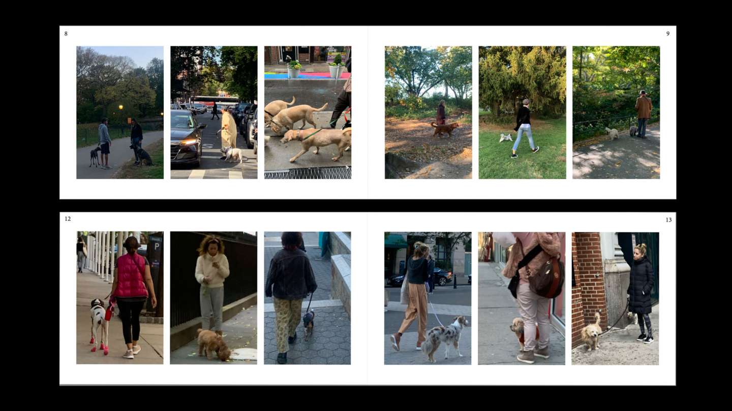 People Walking Dogs Dogs Walking People