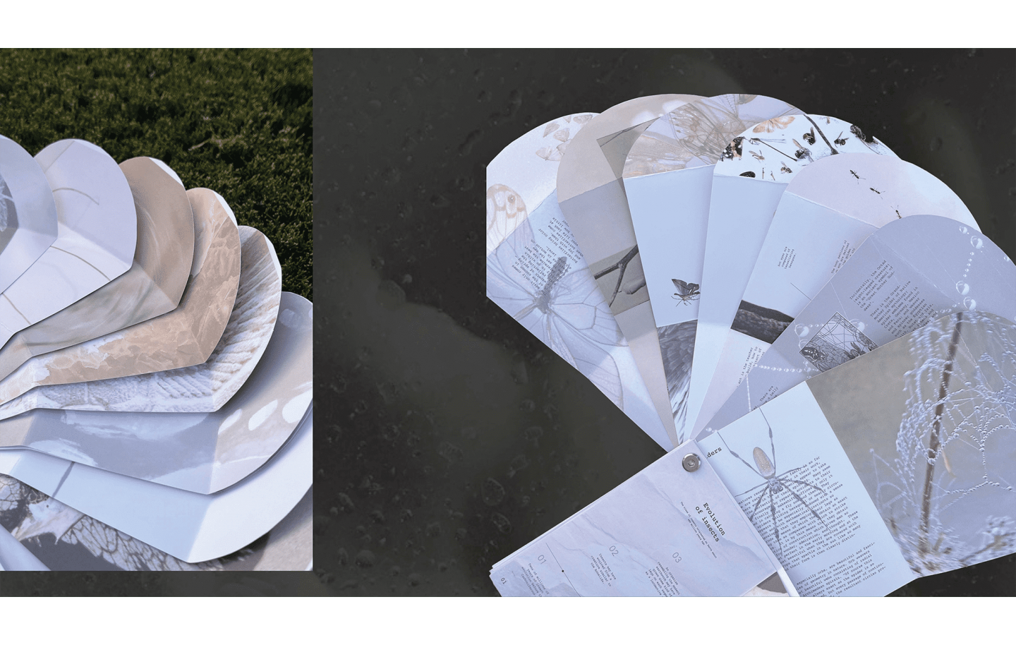 Insects & Geometry — Interactive Publication Design