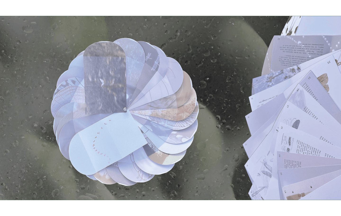 Insects & Geometry — Interactive Publication Design