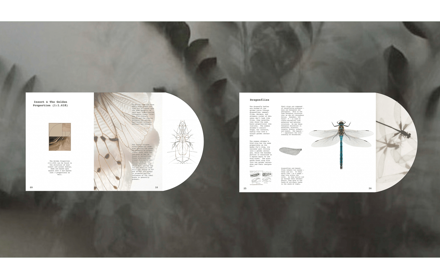 Insects & Geometry — Interactive Publication Design