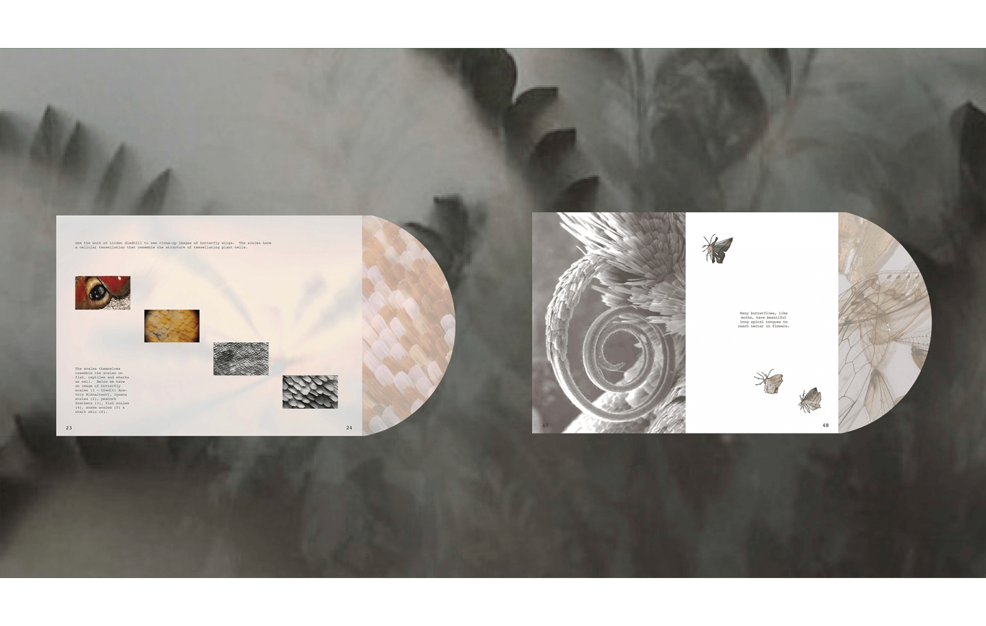 Insects & Geometry — Interactive Publication Design