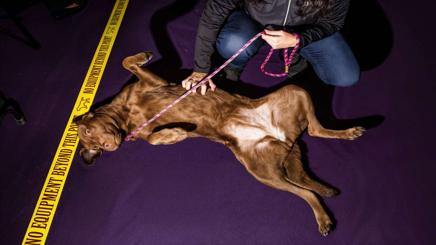 Westminster Kennel Club Dog Show