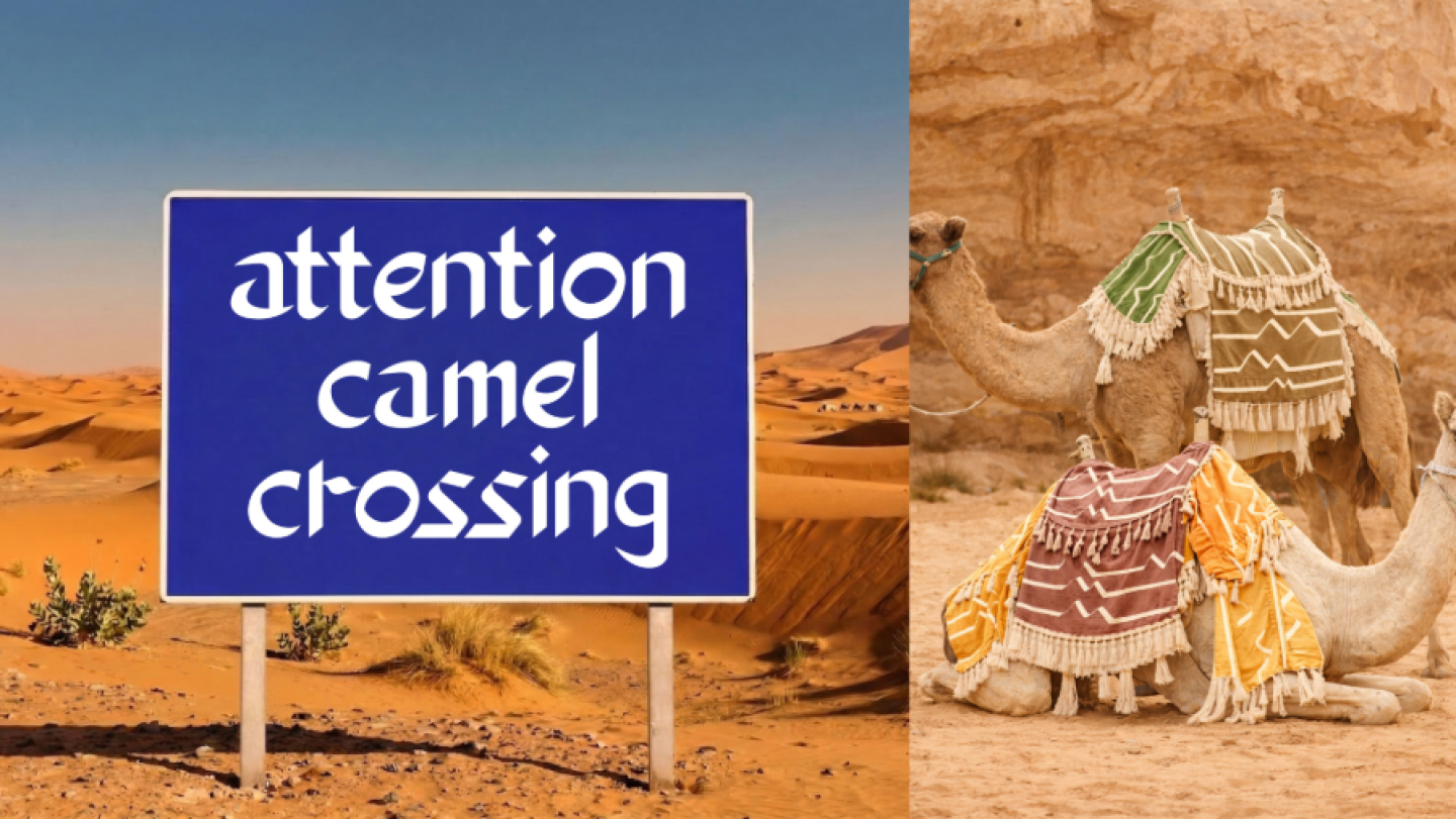 Sahara Camel Trips