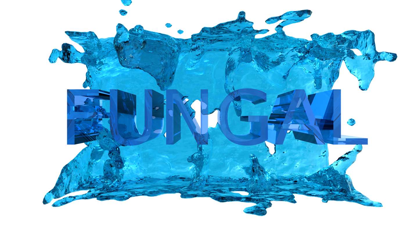 FUNGAL font promotion multimedia motion design