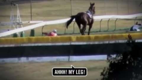 PETA HORSE Horse Subtitles TV
