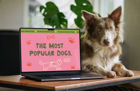 Dog Data