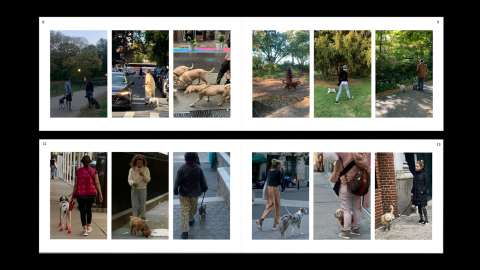 People Walking Dogs Dogs Walking People
