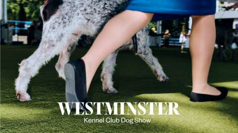 Westminster Dog Show