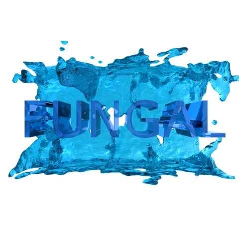 FUNGAL font promotion multimedia motion design