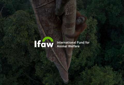 IFAW - Responsive Redesign