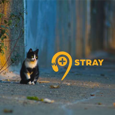 Drivers for Stray Cats