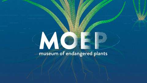 Museum of Endangered Plants 