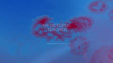 [My Octopus Teacher] Title Sequence