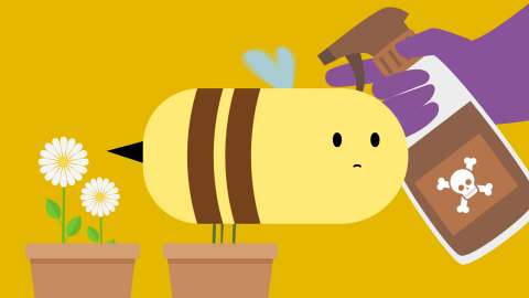 Why Bees are Disappearing