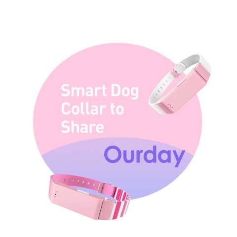 Smart Dog Collar to Share Ourday