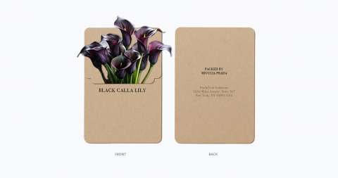 PRADA SEED PACKET